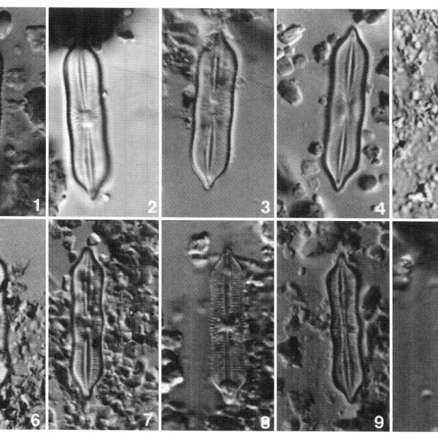 Playaensis Circumfimbria Origimag1001