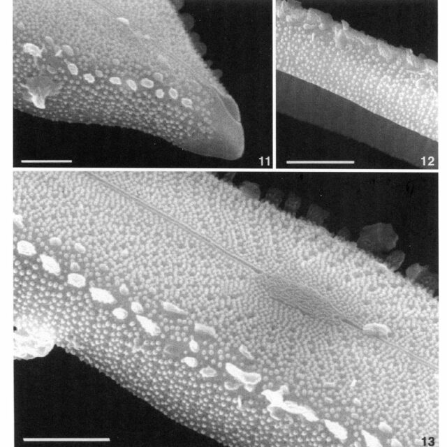 Playaensis Circumfimbria Origimag2002