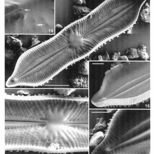 Playaensis Circumfimbria Origimag3003