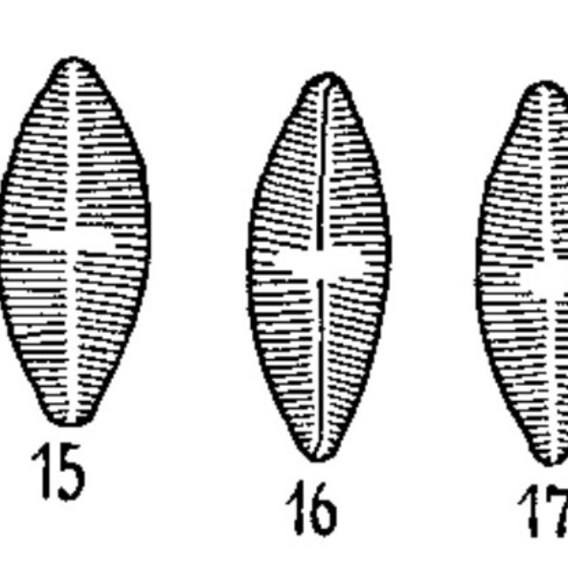 Psammothidium Rossii Orig Illus