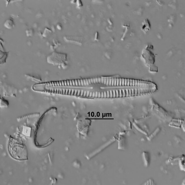 Rhoicosphenia Lowei  Holotype Image