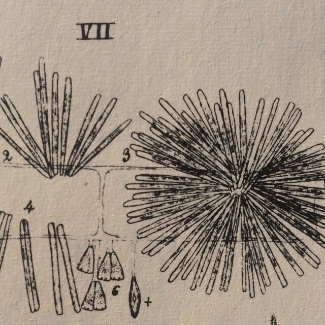 Syradians Originalimage