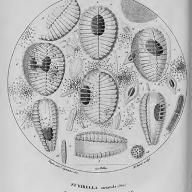 S Striatula Orig Illustration