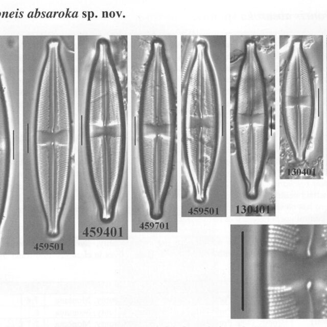 Sabsaroka Origimag