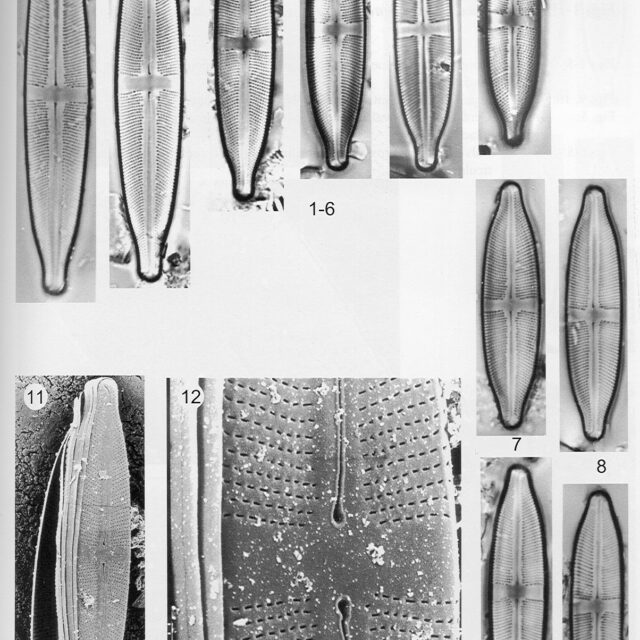 Sacidoclinata Origimag