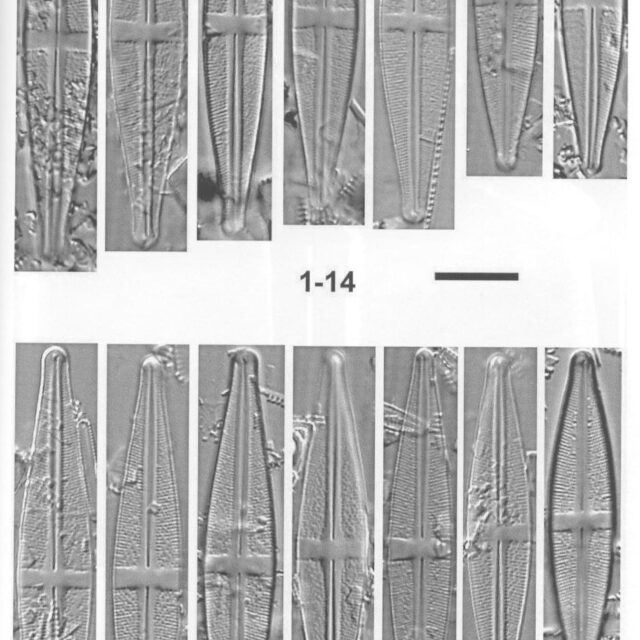 Sbryocola Origimag1