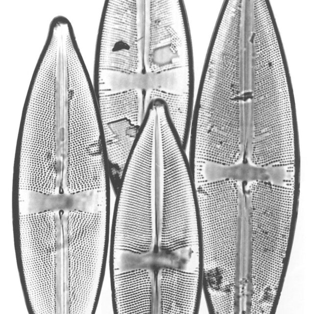 Scircumbor Origimag