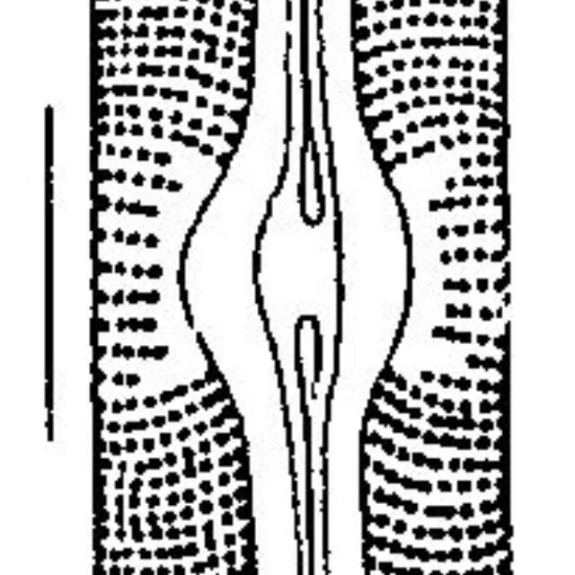 Sellaphora Alastos Origimag1001