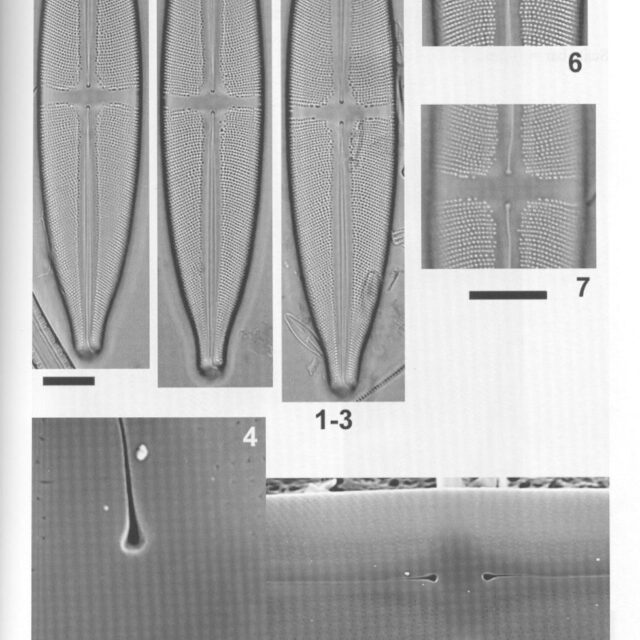 Sfluminopsis Origimag1