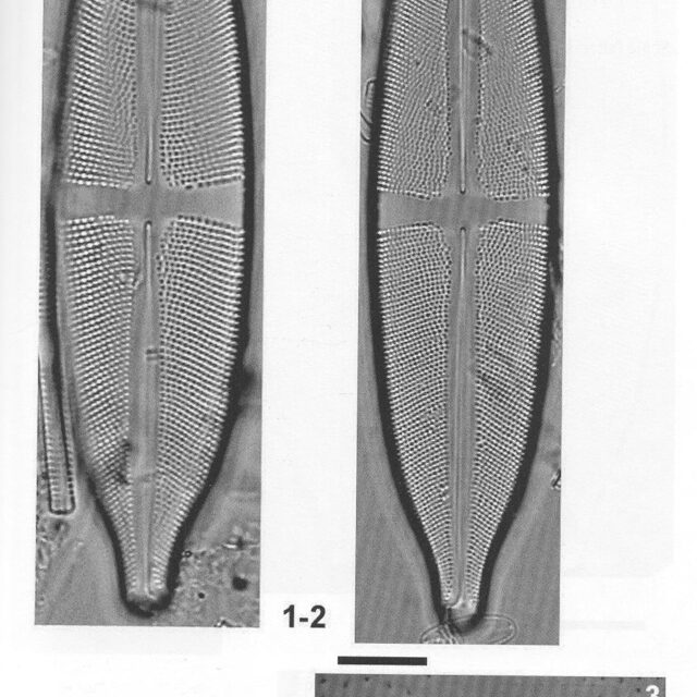 Sfluminopsis Origimag2