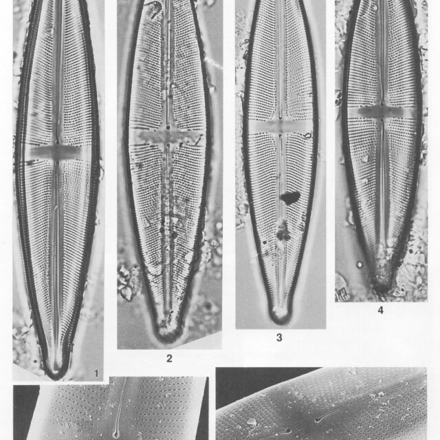 Sgracilis Origimag1