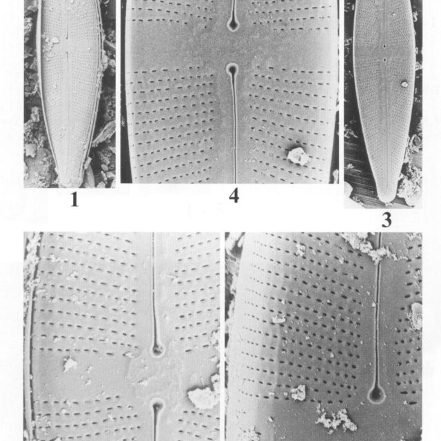 Sitalica Origimag2