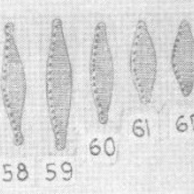 Sovereign 1958  Plate  Iv Fonticoloides