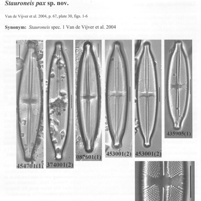 Spax Origimag