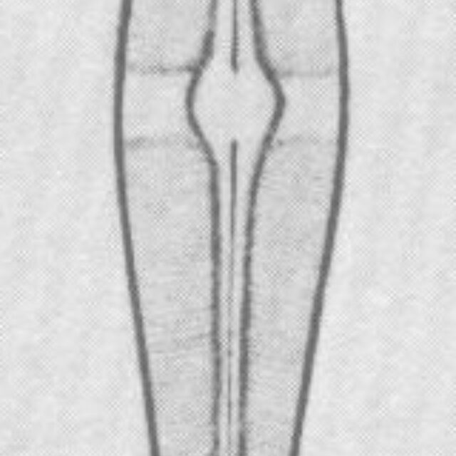 Sschroederi Origimag1