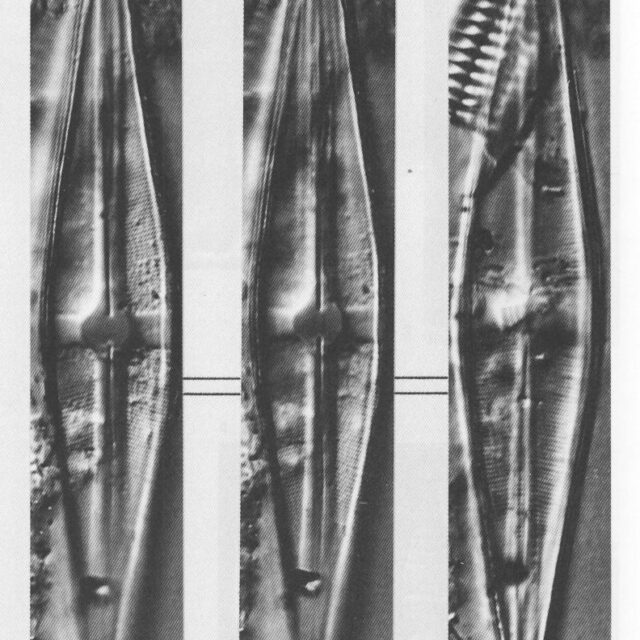 Sschroederi Origimag2