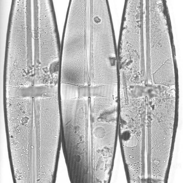 Ssonyae Origimag1