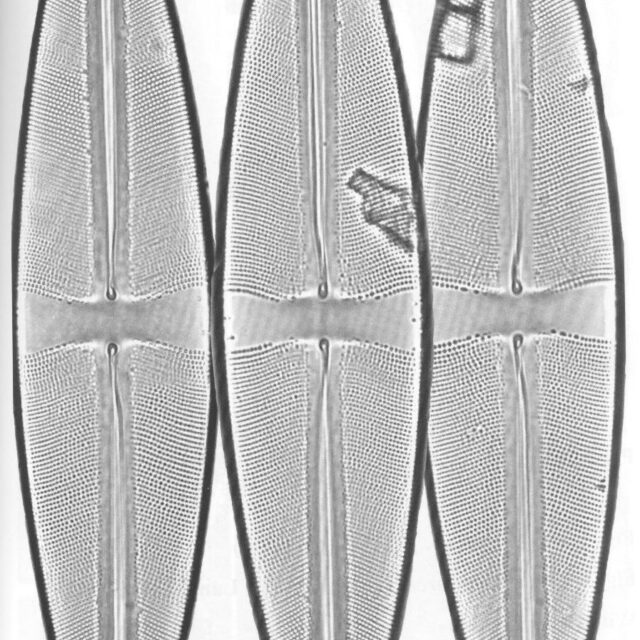 Ssonyae Origimag2