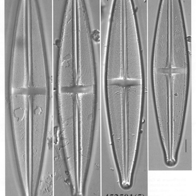 Ssubmarginalis Origimag1