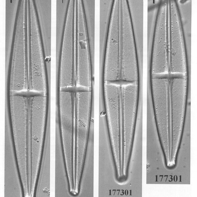 Ssubmarginalis Origimag2