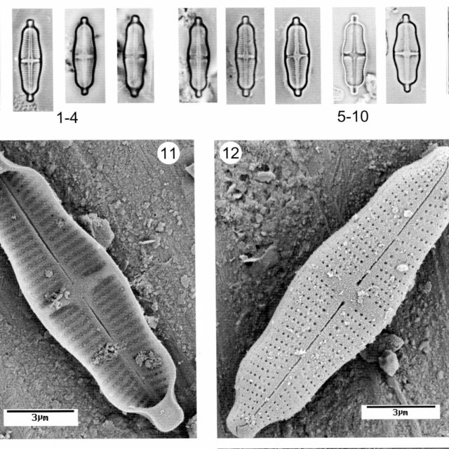 Stauroneis Separanda Origimag017