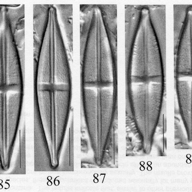 Stauroneisboyntoniae Origimag002