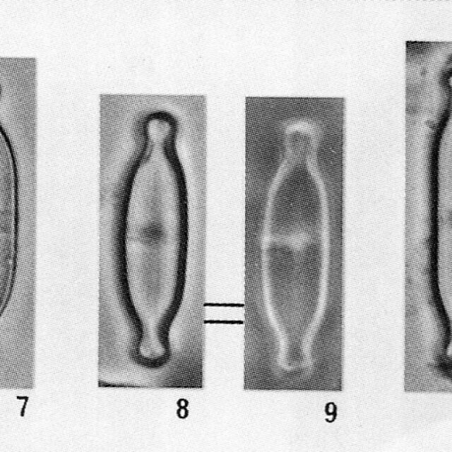 Stauroneisgracillima Origimag001