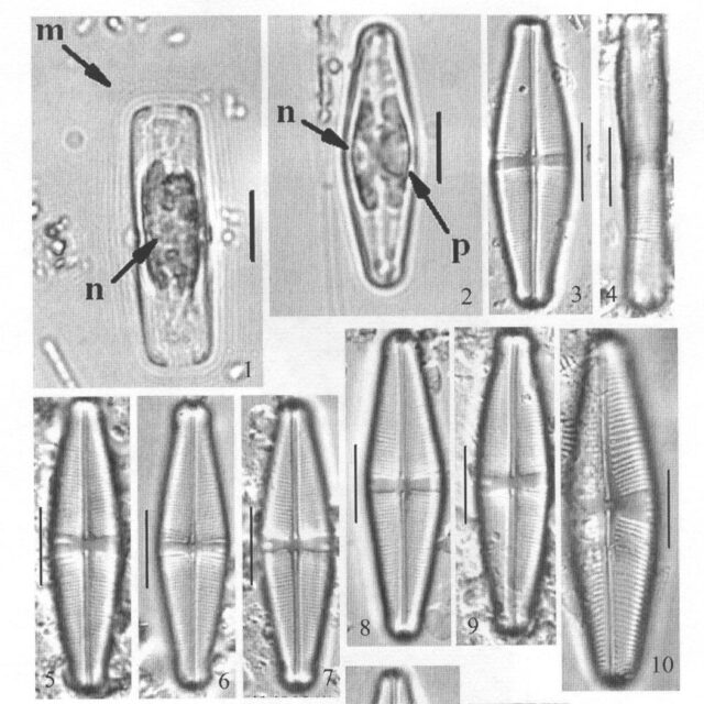 Staurophorabrantii Origimag1