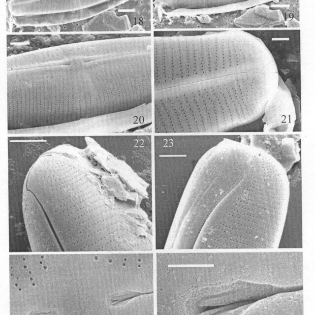 Staurophorabrantii Origimag2