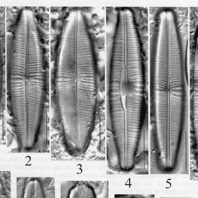 Staurophoracolumbiana Origimag012