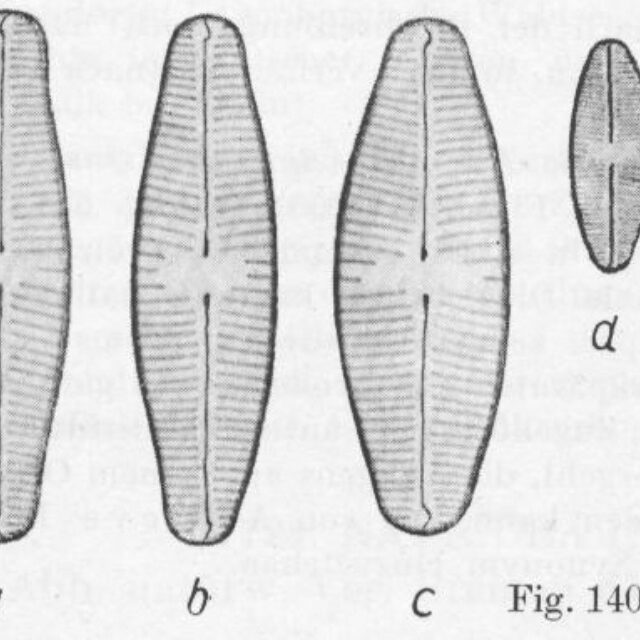 Staurophoratackei Origimag