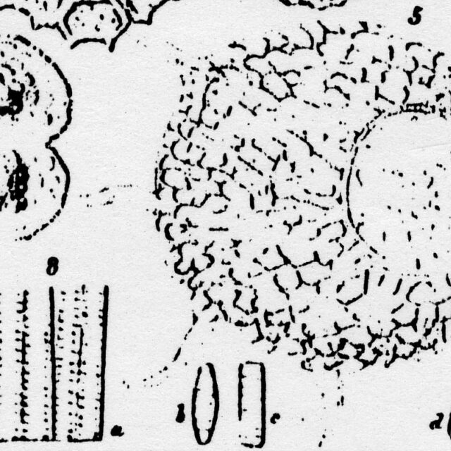 Staurosirella Pinnata  Iconotype