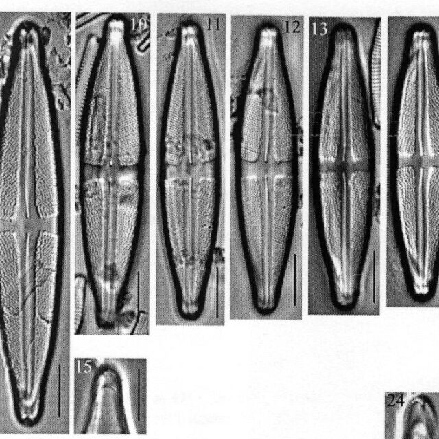 Staurossacaja Origdimag