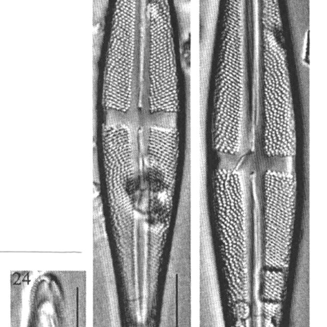 Staurosthompson Origimag