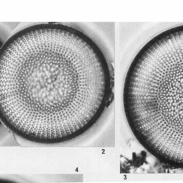 Stephanodiscus Alpinus Origimag001