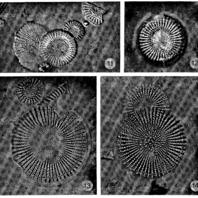 Stephanodiscus Medius Originalimage