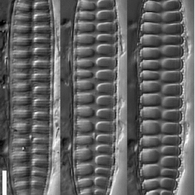 Surirella Terryi Var Arctica Orig Image  Vp2014