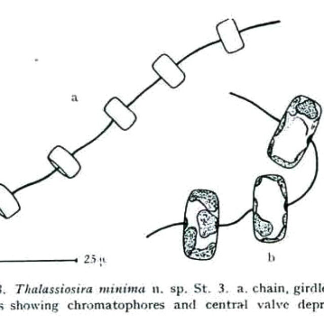 Thalassiosira minima orig illus