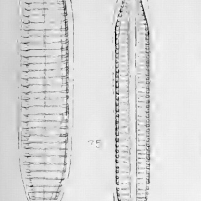 Tryblionella Gracilis Orig Ill