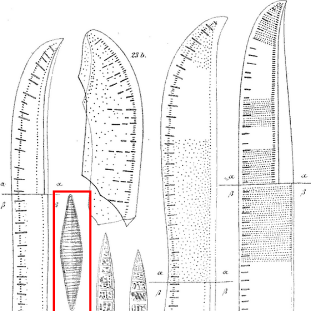 Tryblionella Lanceola Orig Illus