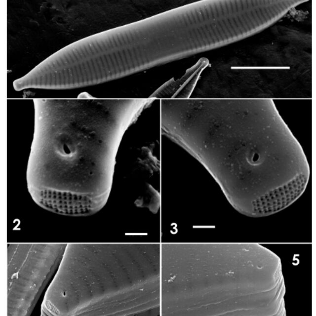 Ulnaria Rostrata Orig Desc Image2