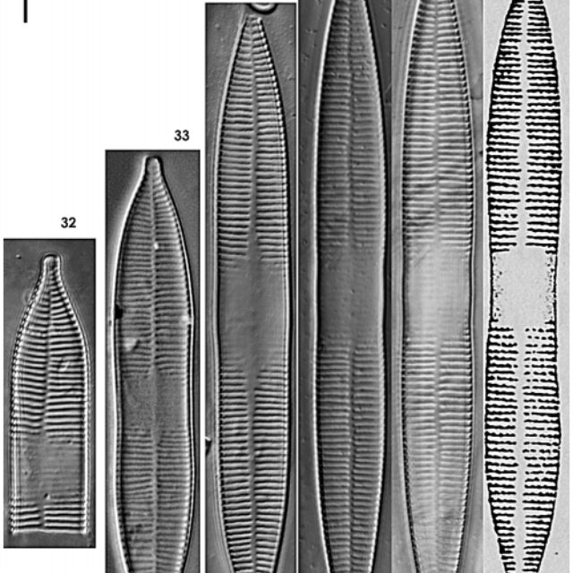 Ulnaria Rostrata Orig Desc Image4