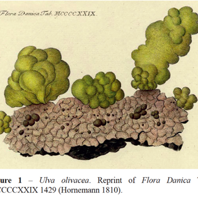 Ulva Olivacea Orig Illus