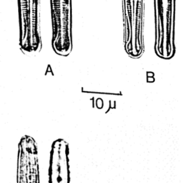 Achnanthes duthei orig illus 2