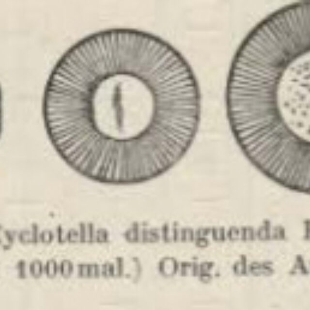 Cyclotella distinguenda orig illus