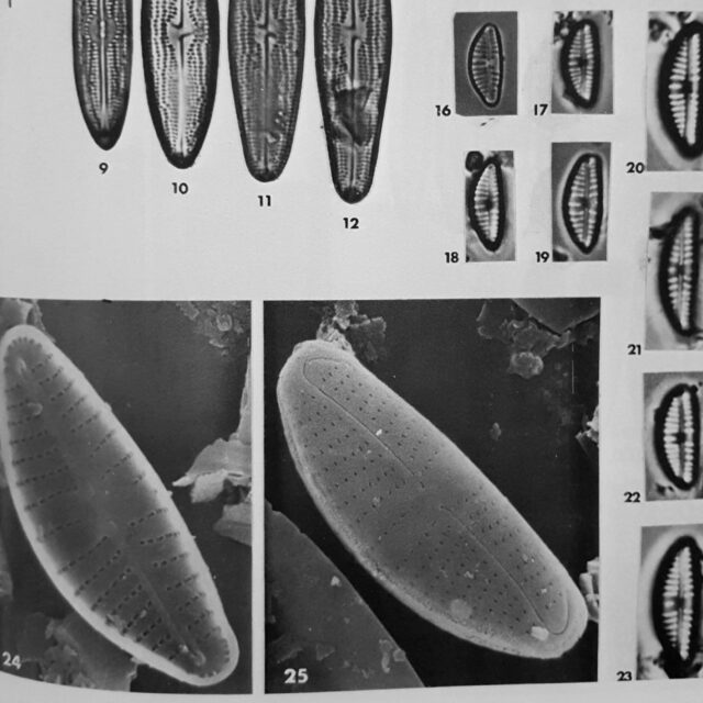 Encyonema reichardtii orig illus