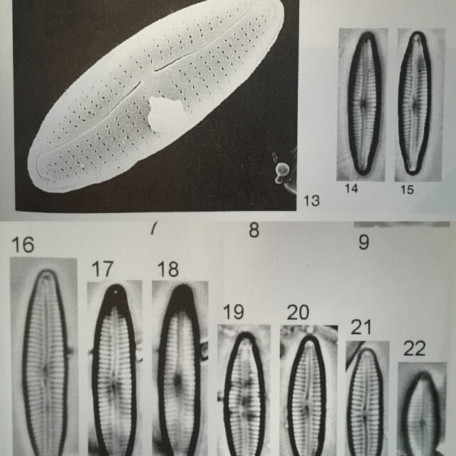 Encyonopsis thumensis orig illus