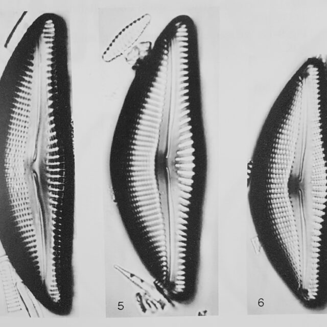 Encyonema yellowstonianum orig illus