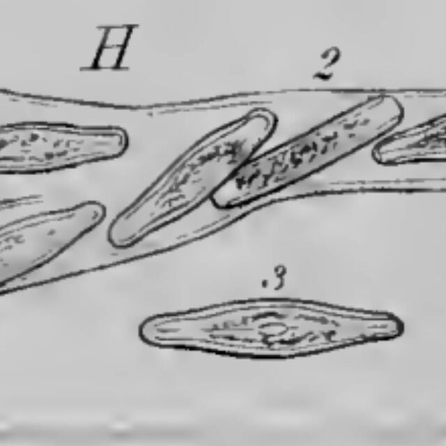 Frustulia vulgare orig illus