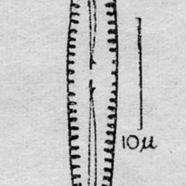 Gomphonema apuncto orig illus